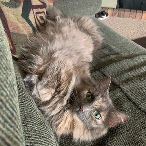 Meet Fluffy,Chico and Marley